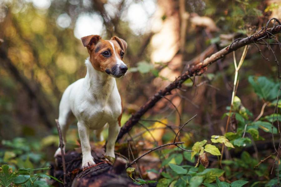 Jack russell terrier szorstkowłosy jak wygląda i czego się spodziewać