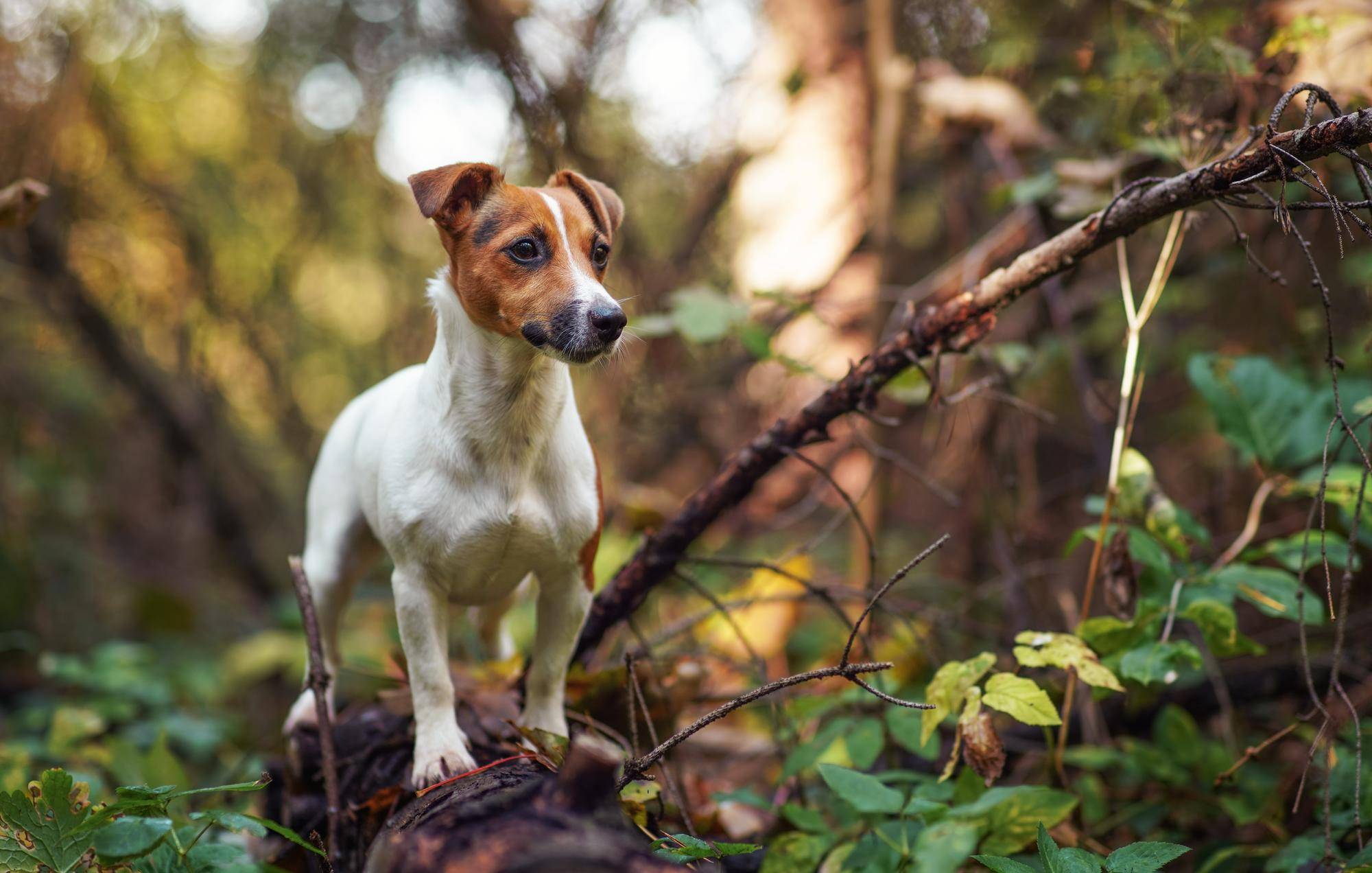 Jack russell terrier szorstkowłosy jak wygląda i czego się spodziewać
