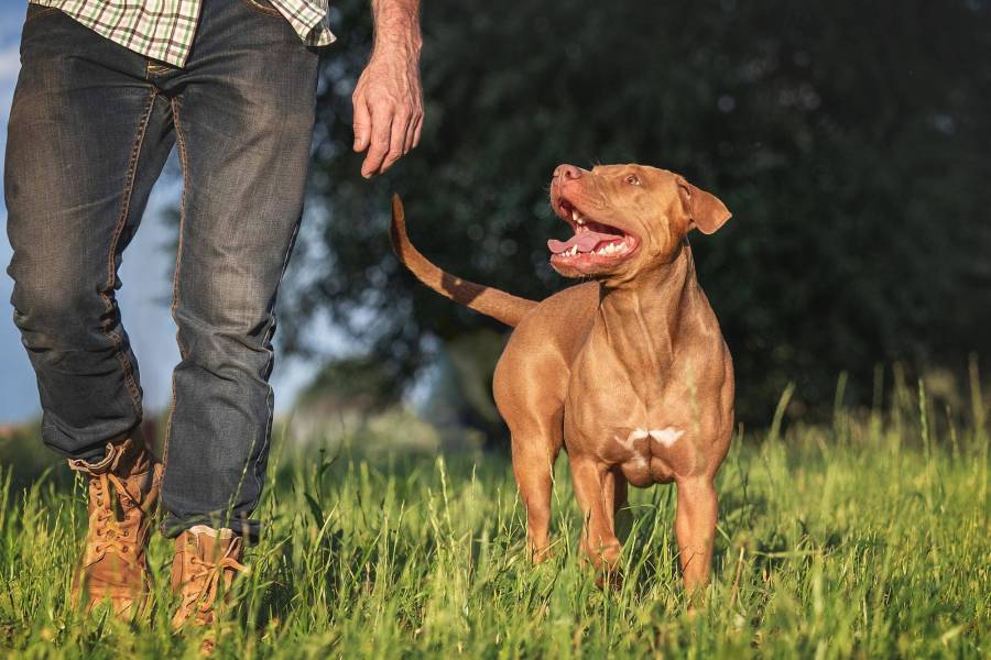 Jak szkolić labradora szczeniaka aby cieszyć się posłusznym psem